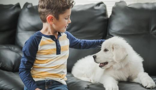 Как отучить собаку писать дома