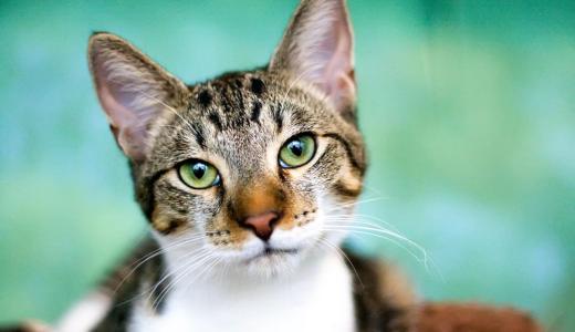 Кот не может пописать