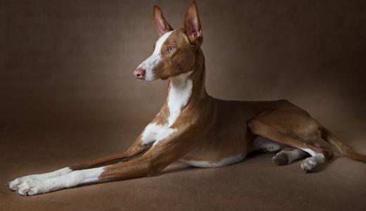 Поденко ибиценко