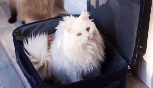 Путешествие с кошкой