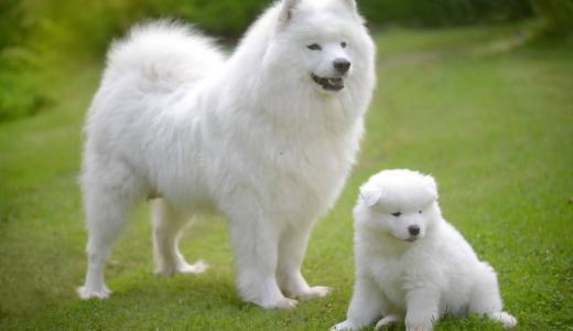 Породы пушистых собак