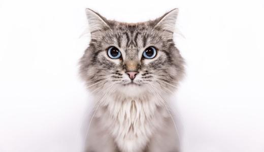 Самые злые породы кошек