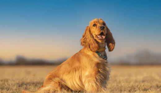 Чем кормить кокер-спаниеля?
