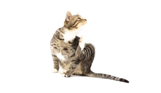 Аллергия у кошек