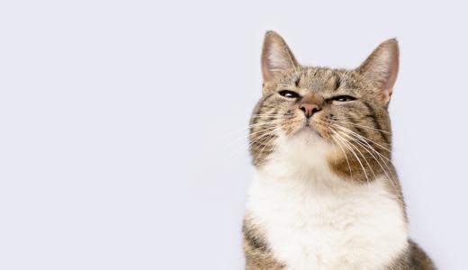 Какие запахи не любят кошки