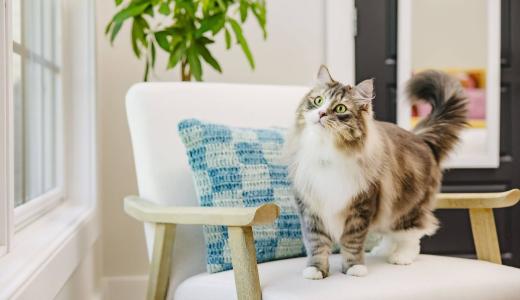 Активные игры для профилактики лишнего веса кошек