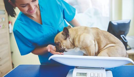 Ожирение у собак