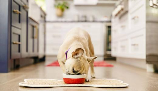 Питание собаки после стерилизации