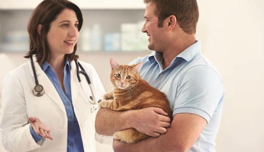 Уход за кошкой после стерилизации