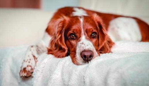 Собака скулит