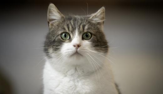 Как определить возраст кошки