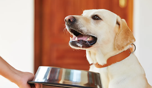 Обезвоживание у собаки