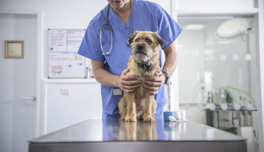 Сахарный диабет у собаки