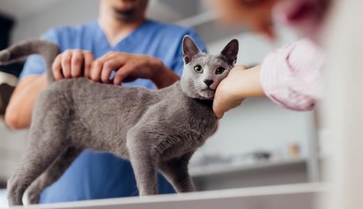 Липидоз у кошек