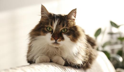 Лишай у кошек