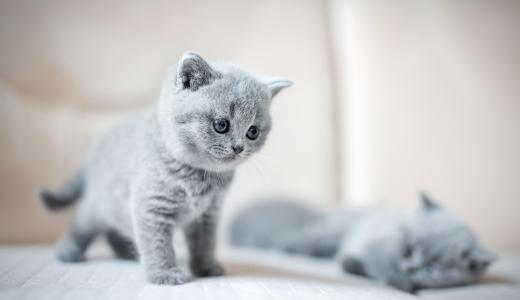 Почему кошка постоянно просит есть?