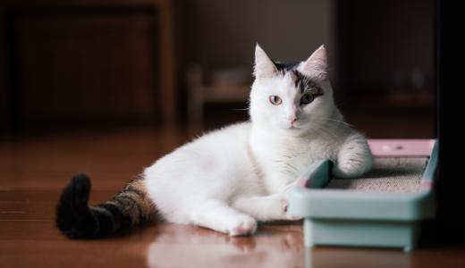 Самые маленькие кошки в мире