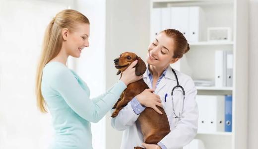 Фото собаки у ветеринара