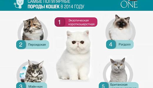 ​Рейтинг популярных пород кошек