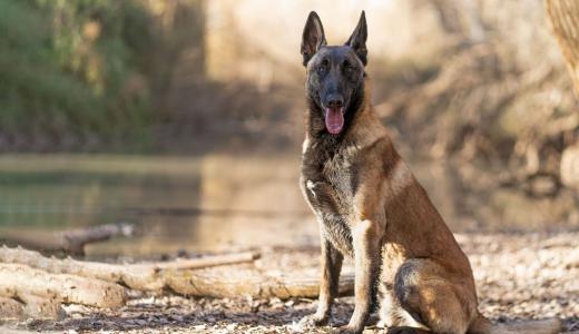 Бельгийская овчарка