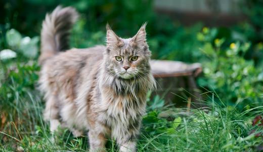 Норвежская лесная кошка