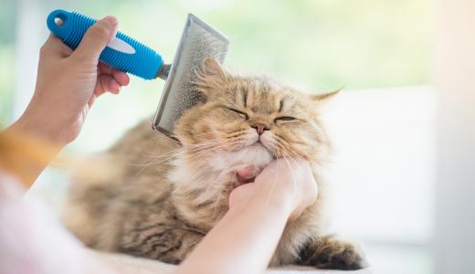 Шерсть в желудке у кошки