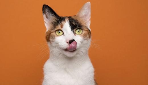 Коронавирус у кошек