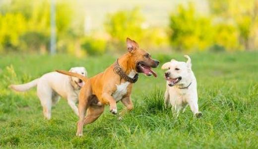 Гиперактивность собак