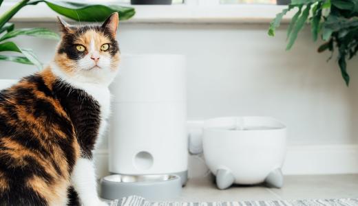 Как выбрать кормушку для кошки