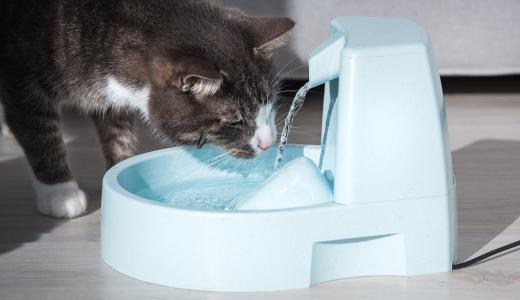 Как выбрать поилку для кошки