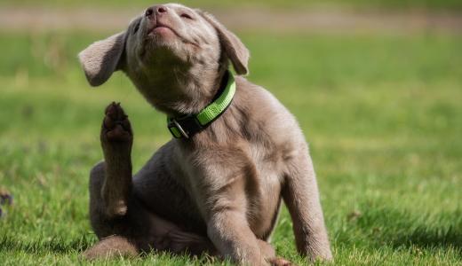 Почему собака чешется