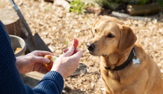Какие фрукты и ягоды можно давать собаке?