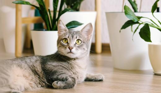 Стоматит у кошек