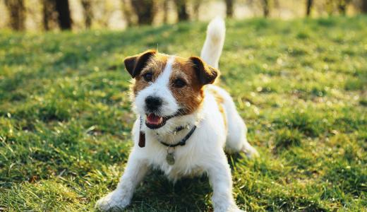 Как определить породу собаки