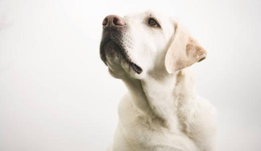 Породы собак-компаньонов