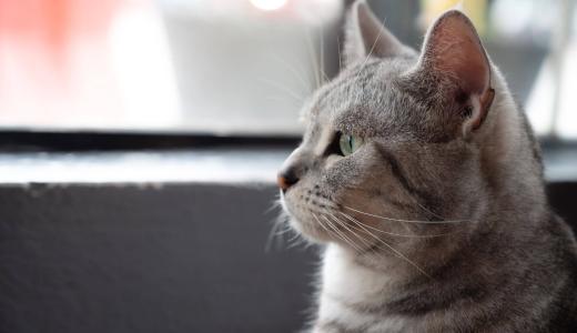 Зачем кошкам усы