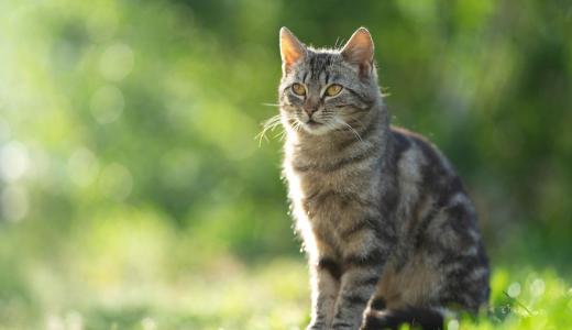 Клещи у кошек