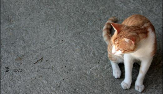 Пропала кошка: что делать хозяину