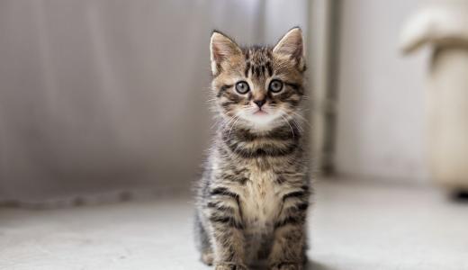 Что считать нормой веса котенка по месяцам