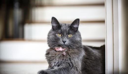 Фото кошка в ошейнике