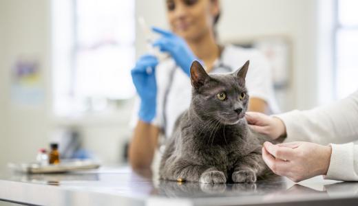 Прививки для кошек: сроки и основные правила вакцинации