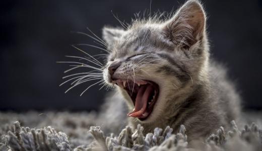 Смена зубов у котят