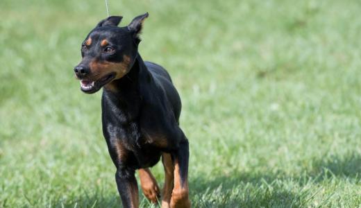 Немецкий пинчер