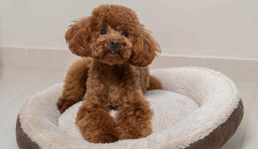 Фото собаки породы той пудель