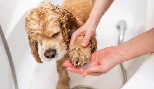 Как мыть лапы собаке после прогулки