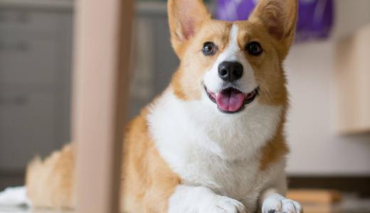 Настроение собаки 