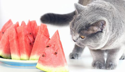 Какие овощи и фрукты можно кошкам