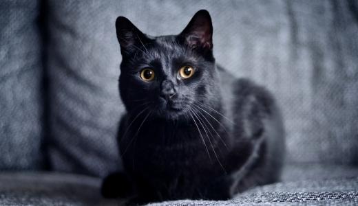 Как отучить кота метить территорию