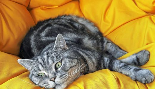 Почему кошка отказывается от еды