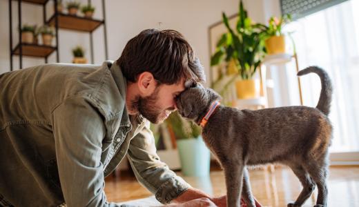 Признаки проявления любви кошки к хозяину